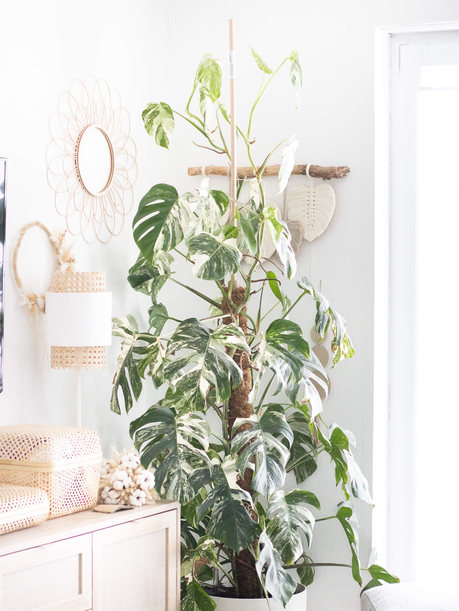Monstera durch Ableger vermehren+ Tipps und Tricks!